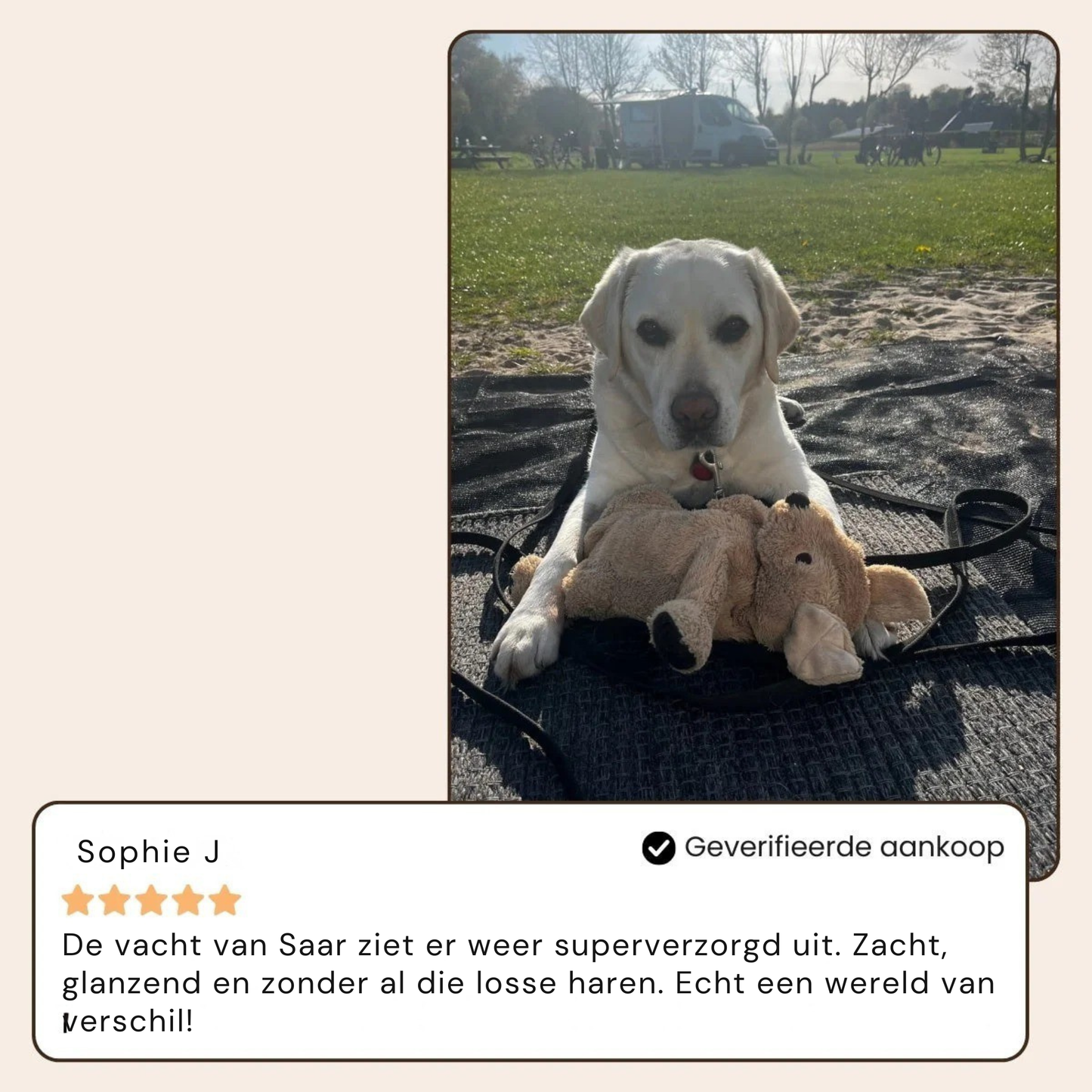 BuddyNest SteamBrush – Brosse professionnelle de soin du pelage pour animaux de compagnie