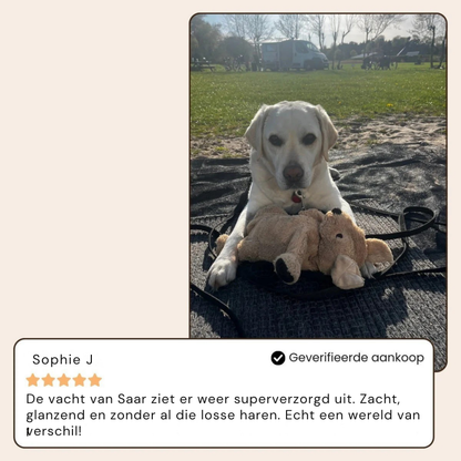 BuddyNest SteamBrush – Brosse professionnelle de soin du pelage pour animaux de compagnie